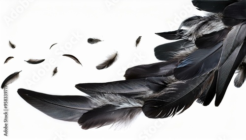 black raven on white