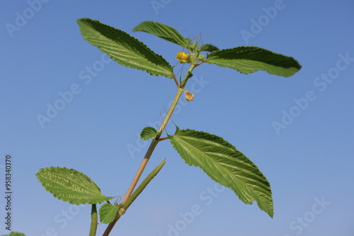 leaves and blooms of Corchorus olitorius photo