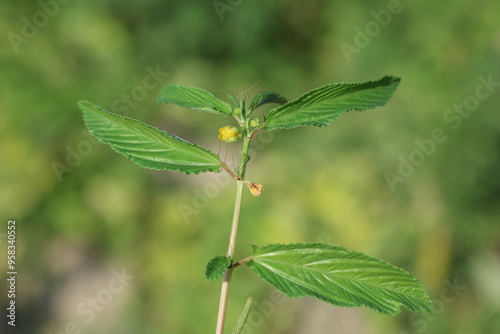 leaves and blooms of Corchorus olitorius photo