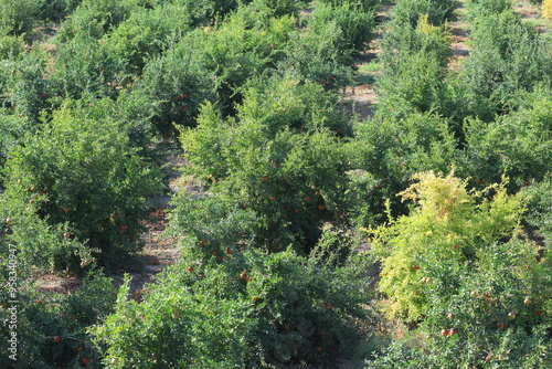 pomegranate trees in the orchard. 