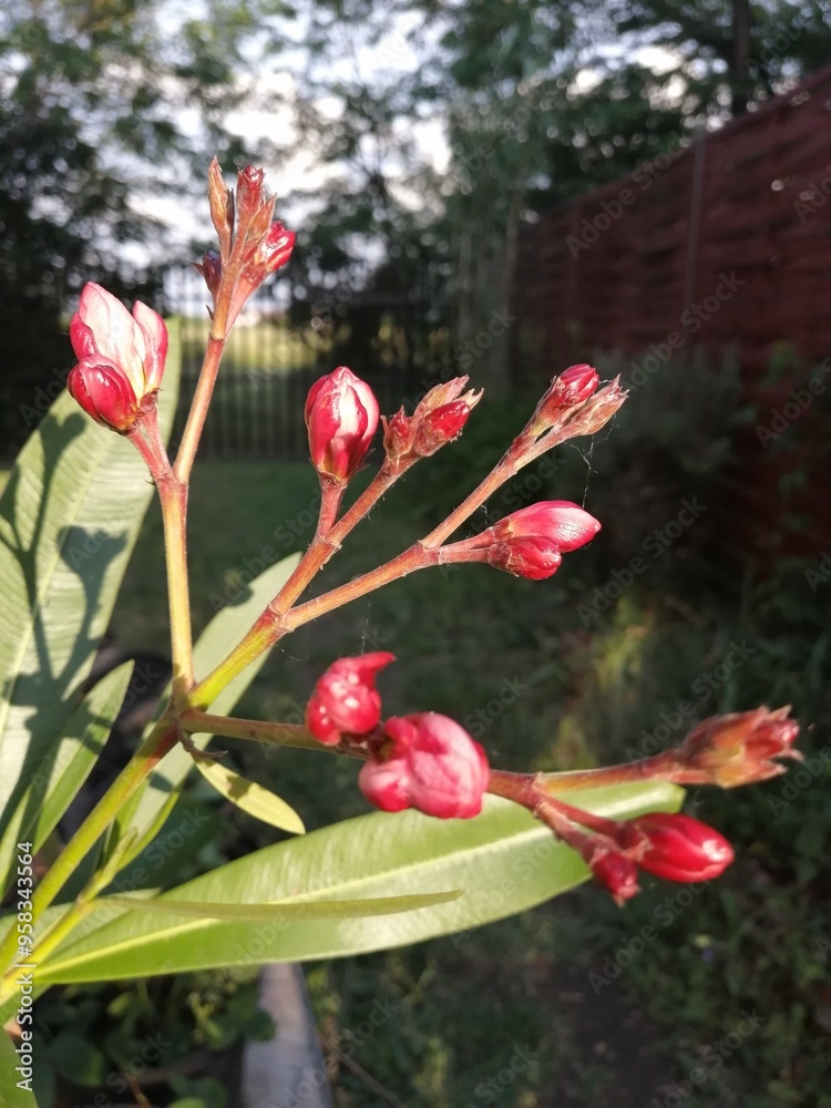 Close up of reddish color buds of nerium oleander plant with vague garden background Close up of reddish color buds of nerium oleander plant with vague garden background