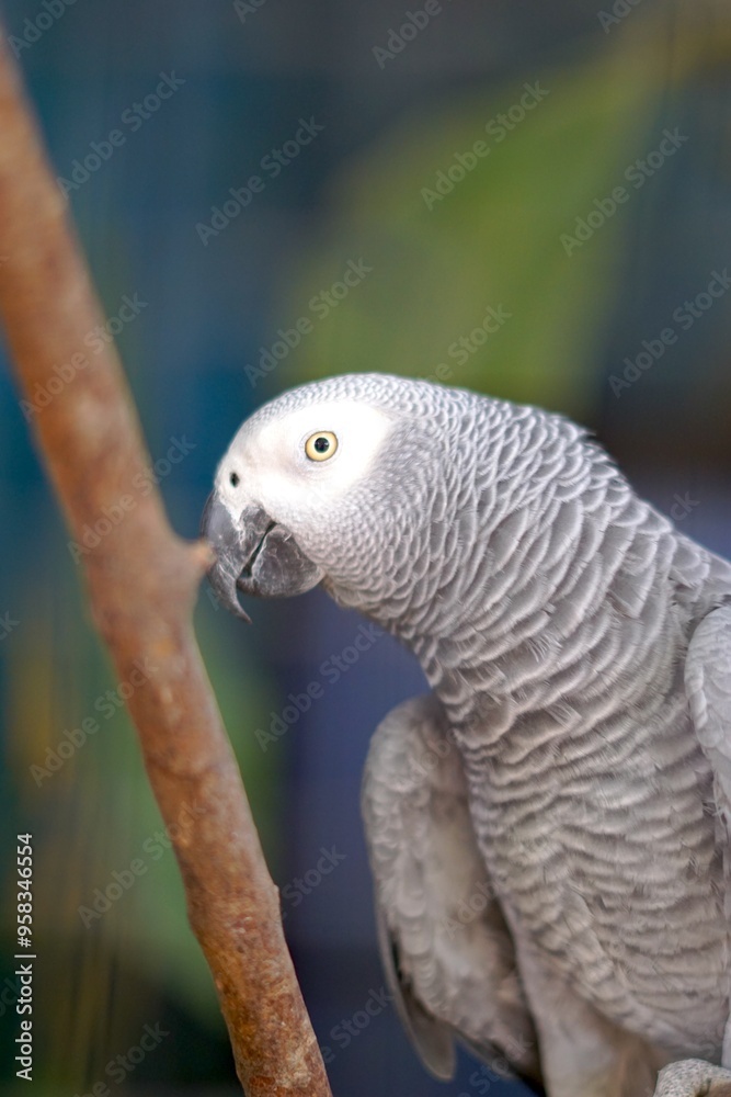 Fototapeta premium Beautiful african grey parrot in aviary