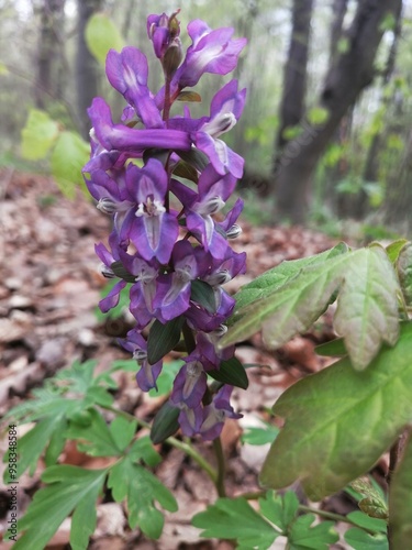 Blooming purple Corydalis cava (Hollowroot) close-up in the forest