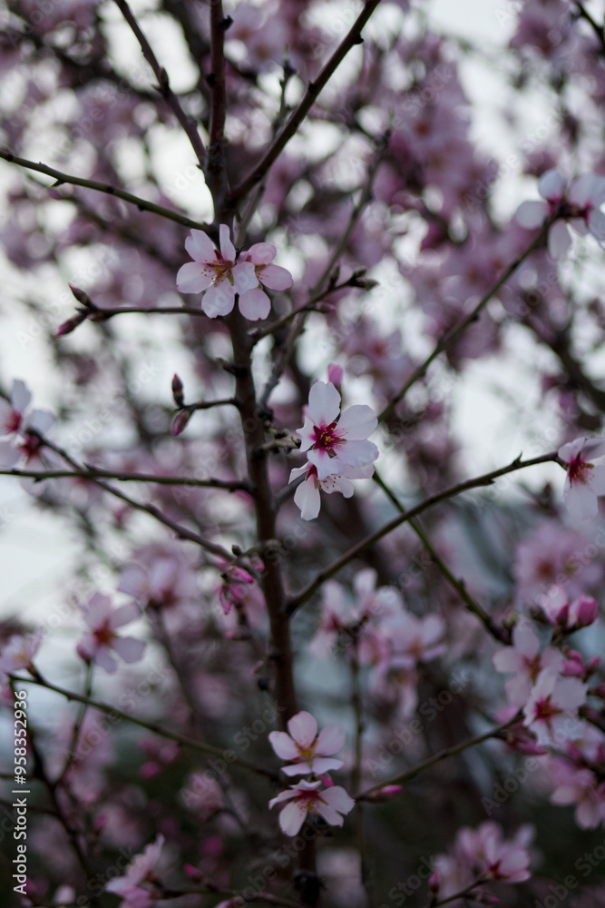 pink cherry blossom pink cherry blossom
