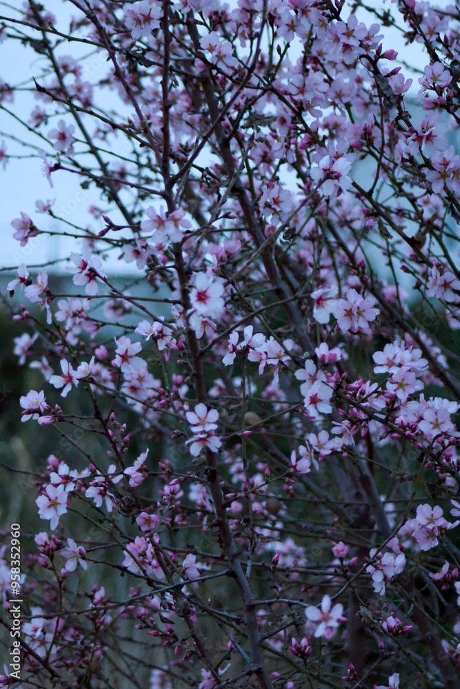 Pink cherry blossom Pink cherry blossom