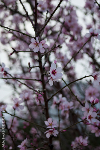 pink cherry blossom