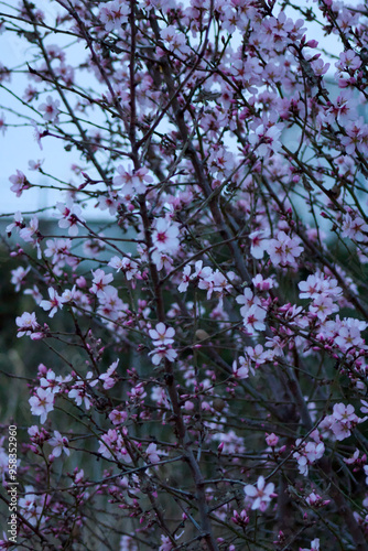 Pink cherry blossom
