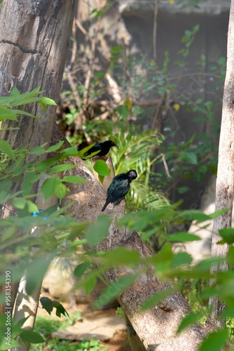 Birds inside Zoo Aviary photo