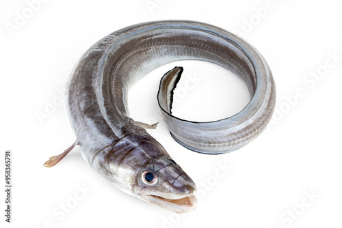 Fresh and raw European conger isolated on white background