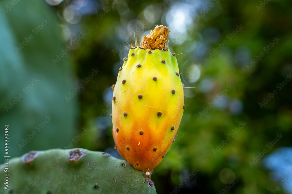Prickly pear Cactus Opuntia (ficus-indica, Indian fig opuntia) with fruits in red yellow color, and spines Prickly pear Cactus Opuntia (ficus-indica, Indian fig opuntia) with fruits in red yellow color, and spines