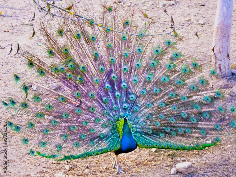 Obraz premium Beautiful colorful peacock spread tail animal background
