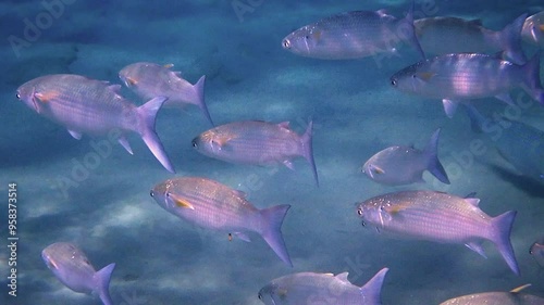 School of moving gray mullet, scientific name is Mugil cephalus, inhabits the Black, Red and Mediterranean seas, here it is very important object of commercial fishing and fisheries in the Middle East photo