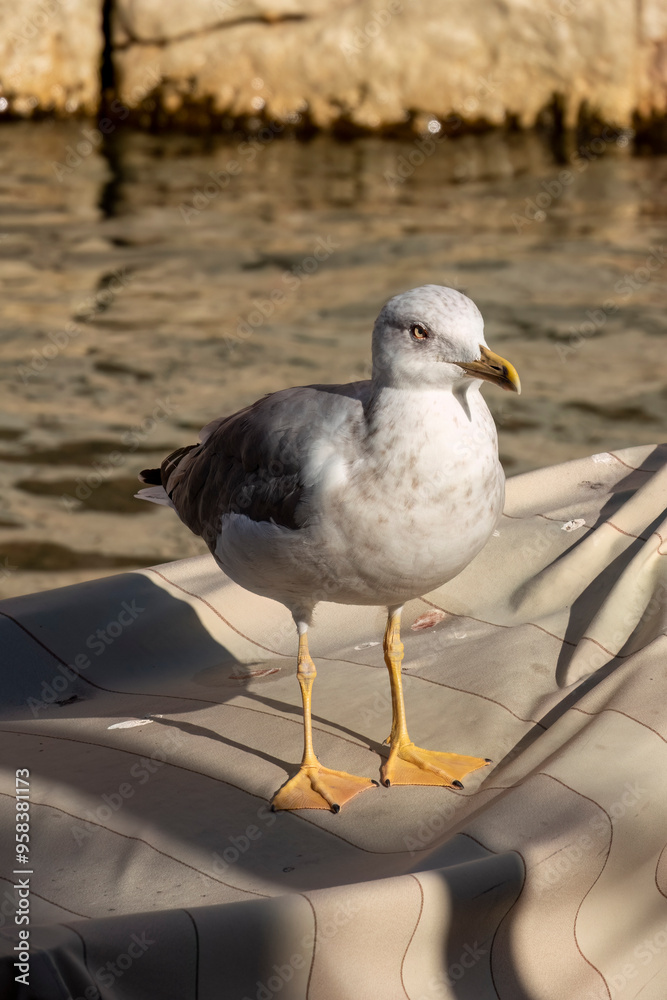 Obraz premium Yellow-legged gull in Venice, Italy