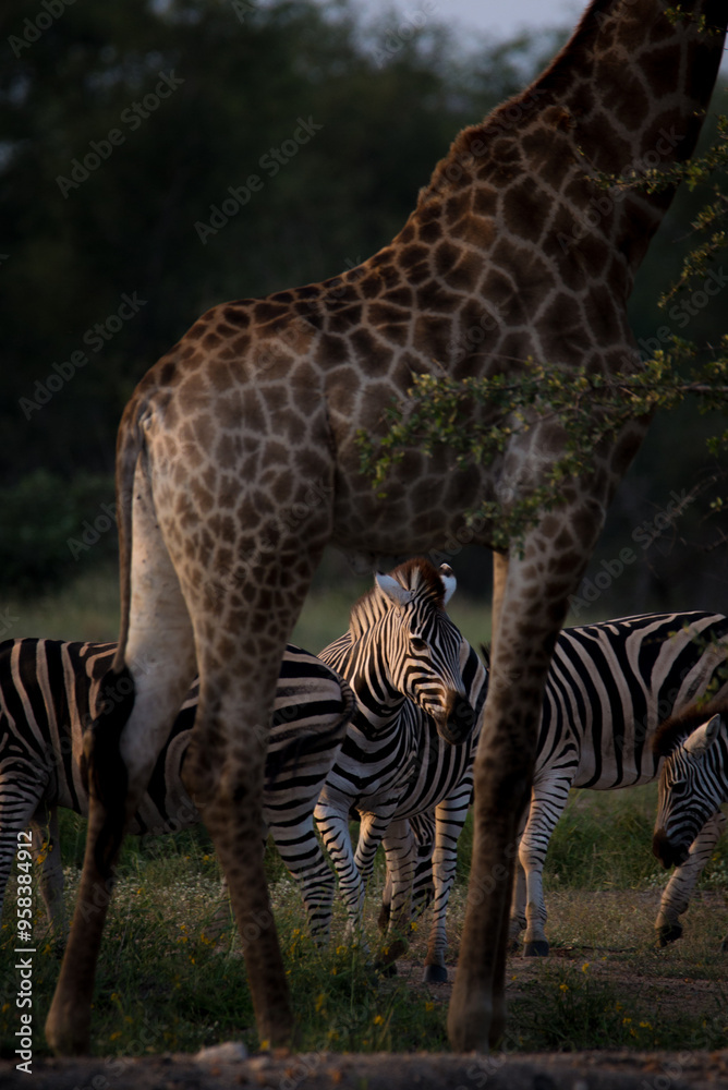 Fototapeta premium Zebra Framed by Nature