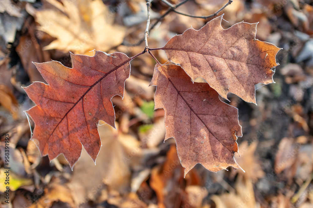 Autumn mood - oak tree leaves with light frost Autumn mood - oak tree leaves with light frost