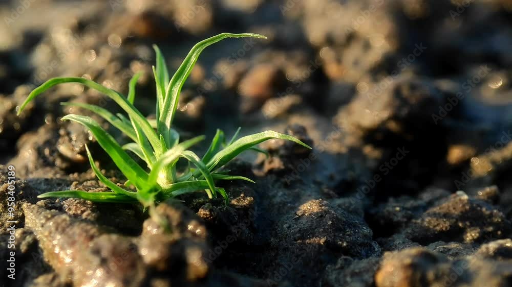 Close-up of a small green plant sprouting from moist soil, symbolizing new growth and resilience in a natural environment Close-up of a small green plant sprouting from moist soil, symbolizing new growth and resilience in a natural environment