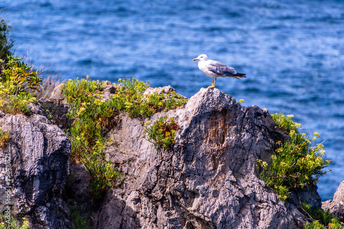 Gaviota en Castro Urdiales, Cantabria. photo