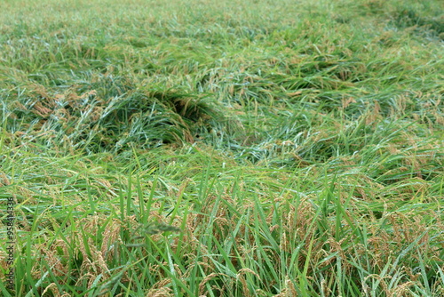 The typhoon damaged rice paddies that were close to harvest in Japan.