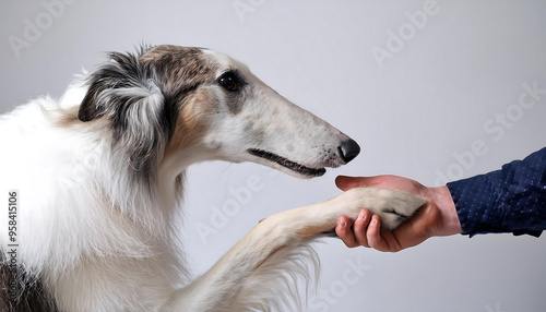 person shaking hands with borzoi dog