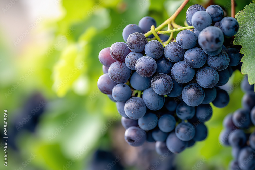 A bunch of grapes hanging from a vine A bunch of grapes hanging from a vine