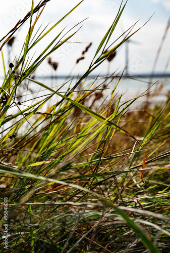 Wild dune grass on the coastline of denmark with blue sky and wind turbines. Natural landscape and wind energy in harmony. Vertical natur background. Close-up.