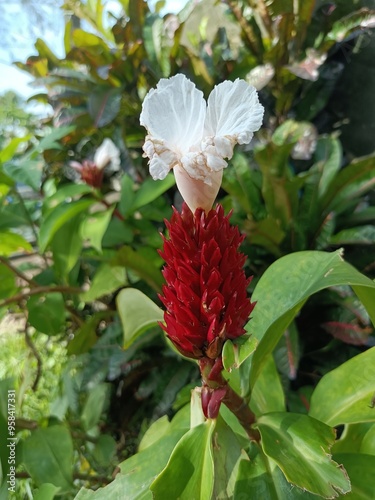 Crepe ginger. It is also known as spiral ginger, or variegated ginger. Hellenia speciosa. Previously, it was Costus speciosus and Cheilocostus speciosus. photo