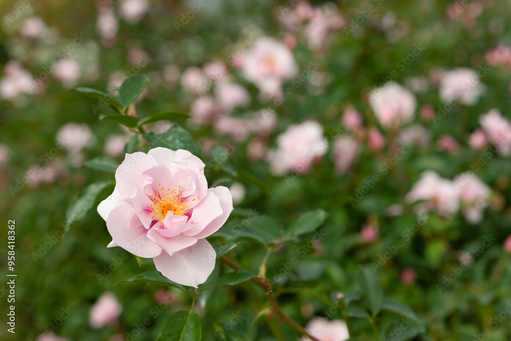 Obraz premium 秋のバラ園