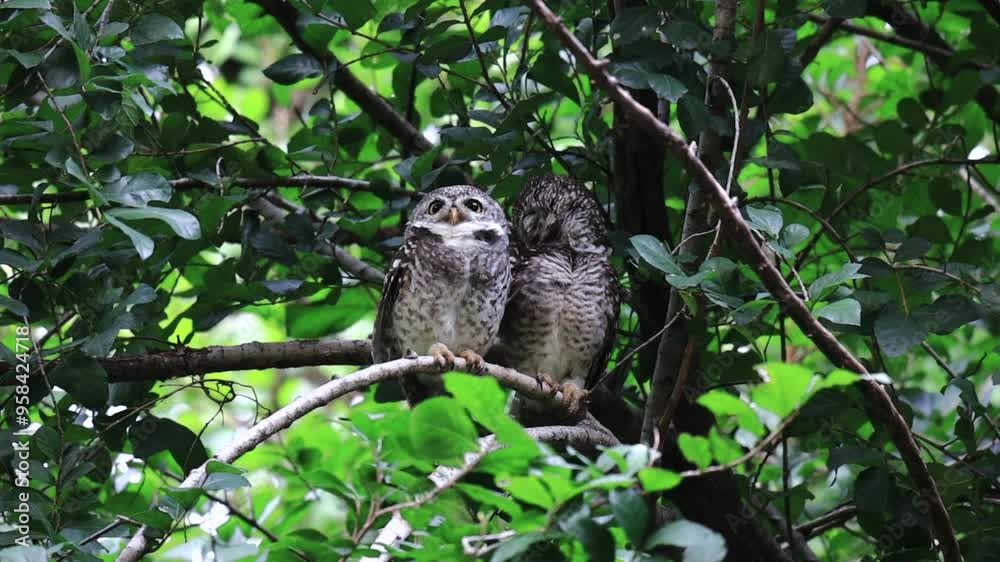 a couple of Spotted Owlets perching on a tree branch in forest park, Athene brama, Owl with yellow big eyes, white eyebrows and neck-band a couple of Spotted Owlets perching on a tree branch in forest park, Athene brama, Owl with yellow big eyes, white eyebrows and neck-band