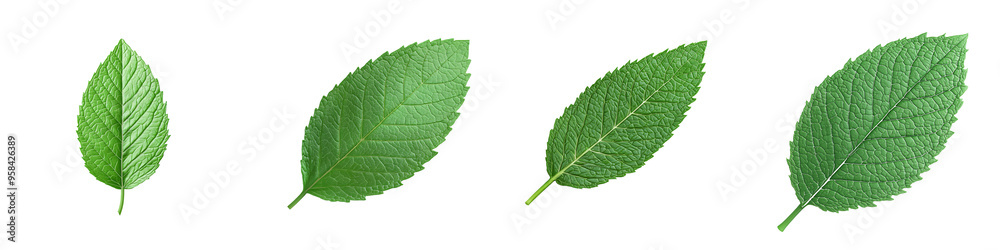 A collection of green leaves showcasing various shapes and sizes, ideal for nature-themed projects and backgrounds. A collection of green leaves showcasing various shapes and sizes, ideal for nature-themed projects and backgrounds.