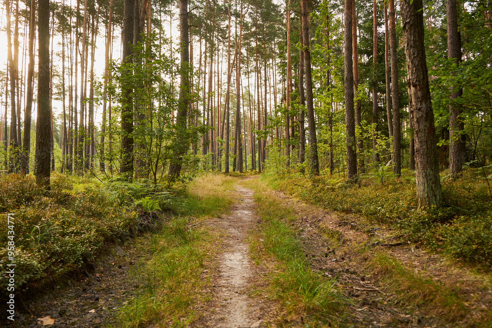 Obraz premium leśna droga 