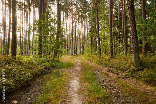 leśna droga  photo