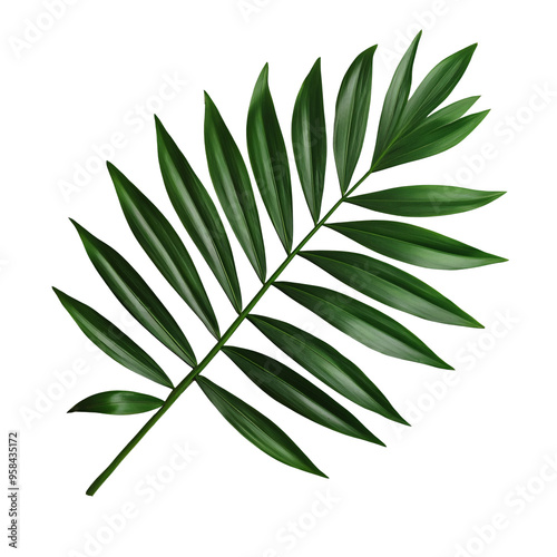 A vibrant green palm leaf showcasing lush foliage, perfect for nature-themed designs and tropical aesthetics.