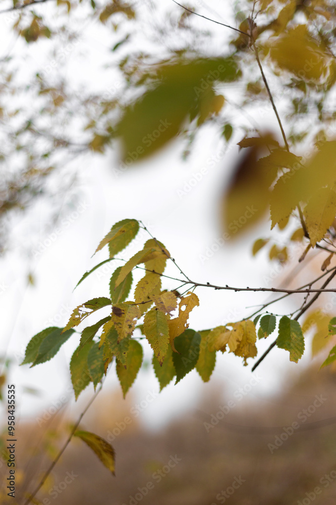 Golden Leaves Dance in Forest Winds Golden Leaves Dance in Forest Winds