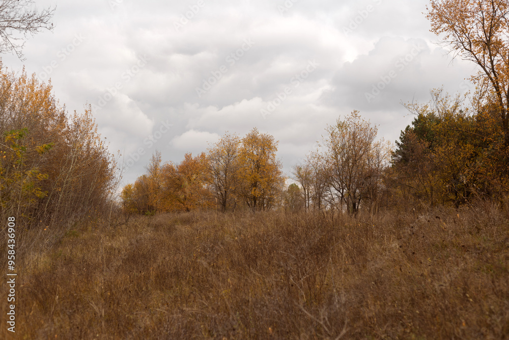 Embracing the Tranquility of Autumn Woods Embracing the Tranquility of Autumn Woods