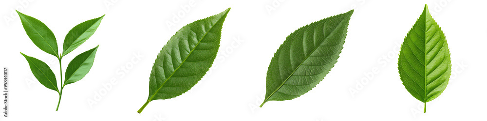 Set of green leaves showcasing various textures and shapes, ideal for nature-themed designs and eco-friendly projects. Set of green leaves showcasing various textures and shapes, ideal for nature-themed designs and eco-friendly projects.