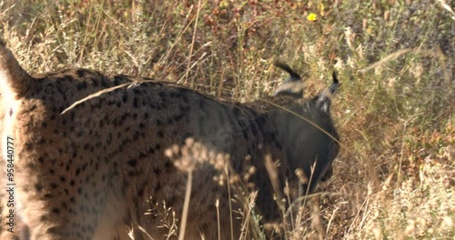 Lince Ibérico