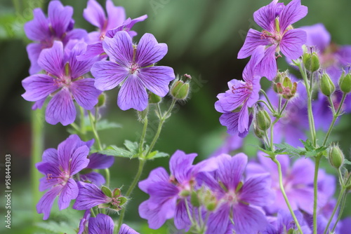 Fotografia Geranium magnificum