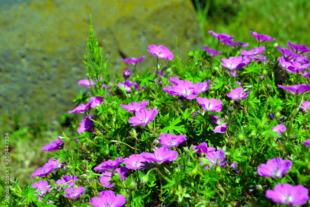 Obraz premium Geranium sanguineum (or bloody crane's-bill, bloody geranium). Pink flowers of Geranium sanguineum on the meadow. Floral background