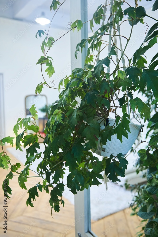 Plants in the interior. Domestic flora Plants in the interior. Domestic flora
