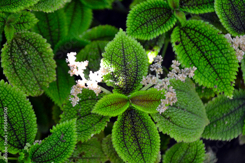 Photography Pilea mollis - flowering plant in the family Urticaceae