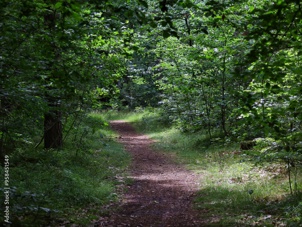 Obraz premium Schattiger Waldweg durch dichten Laubmischwald im Naturpark Barnim nahe der Siedlung Gorinsee, Wandlitz OT Schönwalde, Brandenburg, Deutschland
