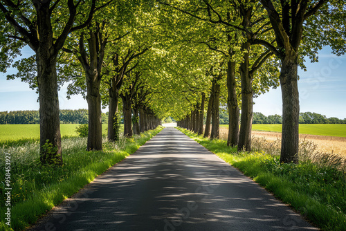 A Serene Country Road Lined with Trees on a Warm Summer Day, Inviting You to Explore its Peaceful Path.