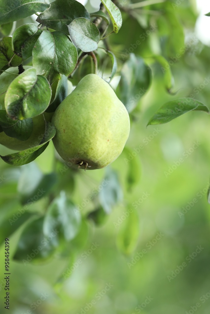 Ripe pears growing on tree in garden, closeup Ripe pears growing on tree in garden, closeup