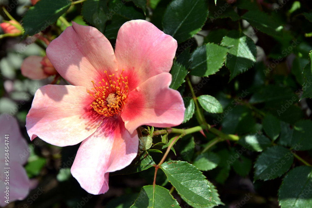 Cheweyesup rose, For Your Eyes Only. Single pink bloom with a distinctive rich pink eye Cheweyesup rose, For Your Eyes Only. Single pink bloom with a distinctive rich pink eye