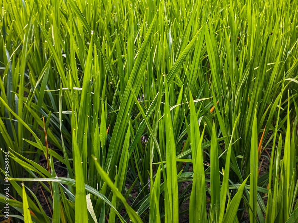 green grass background green grass background