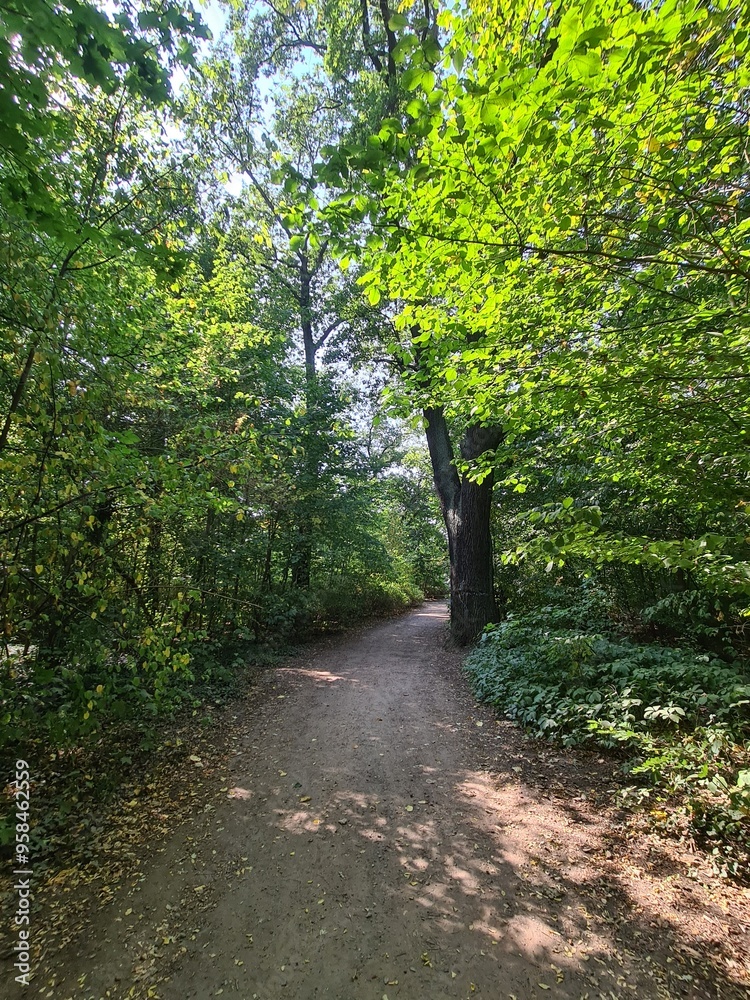 Waldpfad im Sommer im Plänterwald in Berlin Treptow Waldpfad im Sommer im Plänterwald in Berlin Treptow