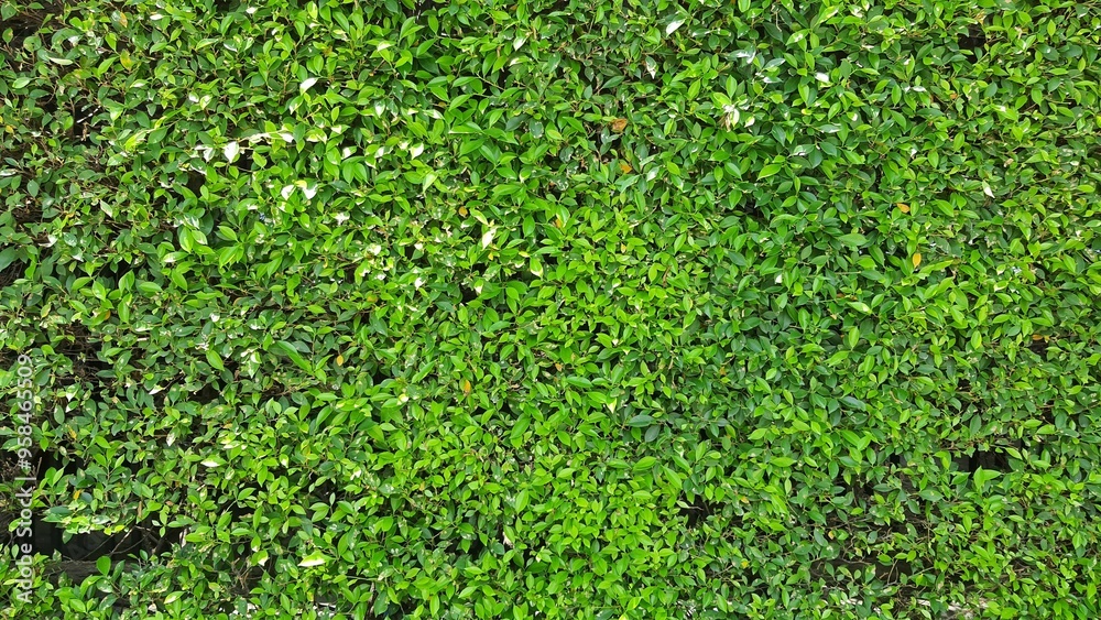 Green leaf wall background in the park. wall of trees, green leaves in the park. Green natural background. Green leaf wall background in the park. wall of trees, green leaves in the park. Green natural background.
