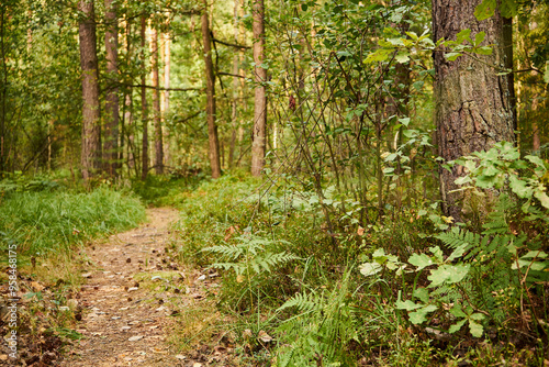 leśna ścieżka  photo