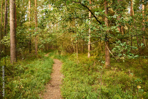 leśna ścieżka  photo