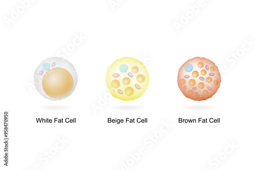 Types of Fat Cells. Adipocytes. Brown, Beige, and White fat cells. Lipid droplets. Vector illustration.	
